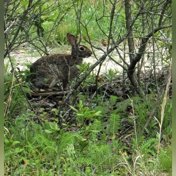 A Welcome to All New Buyers and Grateful Friends - Picture 8 of 17